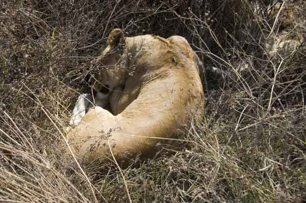 15 - Tanzania - Leona - crater del Ngorongoro